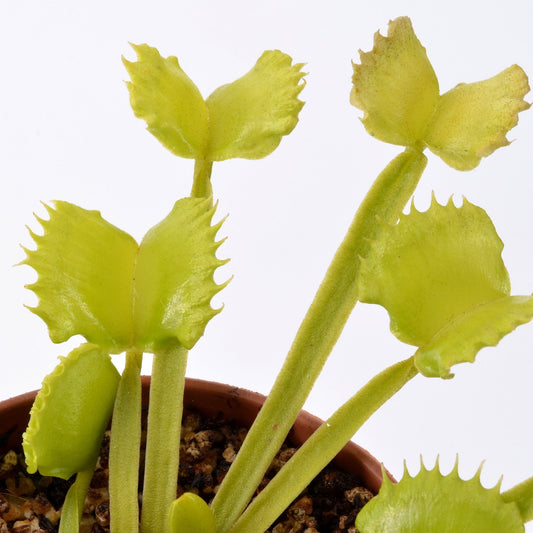 Dionaea muscipula 'Werewolf' - Venus Fly Trap