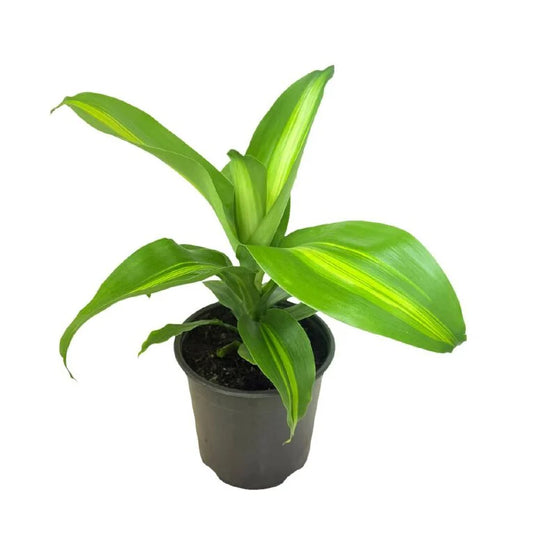 Dracaena fragrans 'Massangeana' 1.3ltr
