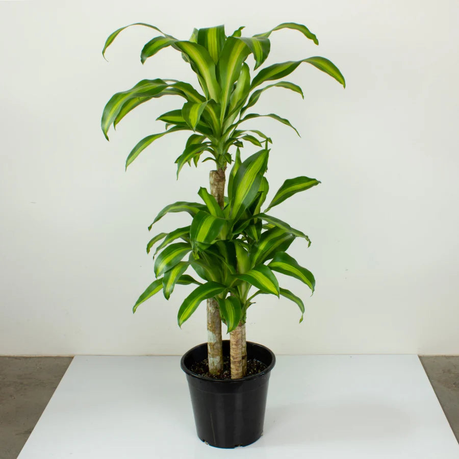 dracaena massangeana indoor Dracaena fragrans 'Massangeana' – Jungle Story