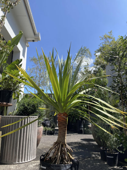 Dracaena 'Draco' - Dragon tree