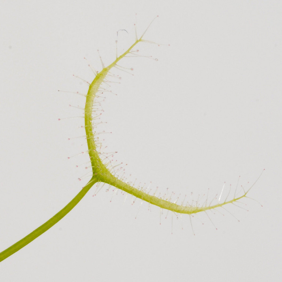 Drosera binata 'Ghost' - Forked Sundew