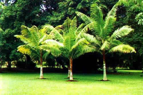 Dypsis-leptocheilos_pio_2.jpg
