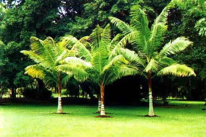 Dypsis-leptocheilos_pio_2.jpg