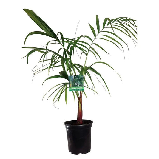 Sugar Cane Palm 4.7ltr
