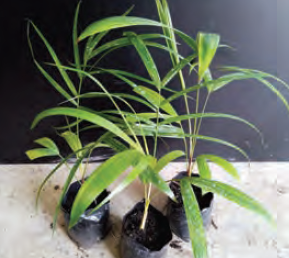 Dypsis baronii | Sugar Cane Palm