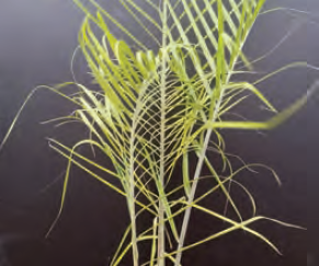 Dypsis decaryi | Triangle Palm