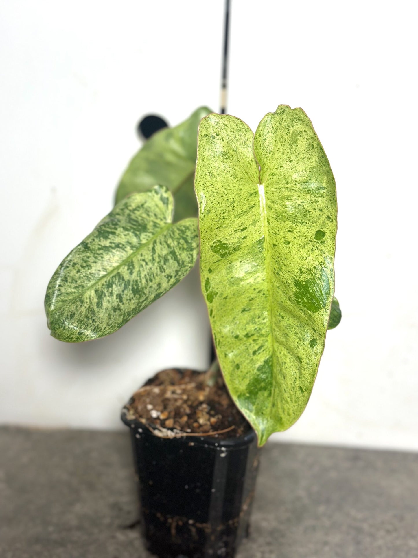 Philodendron Paraiso Verde