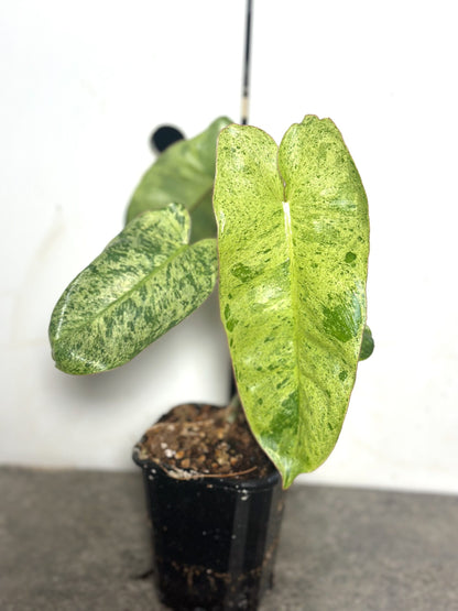 Philodendron Paraiso Verde