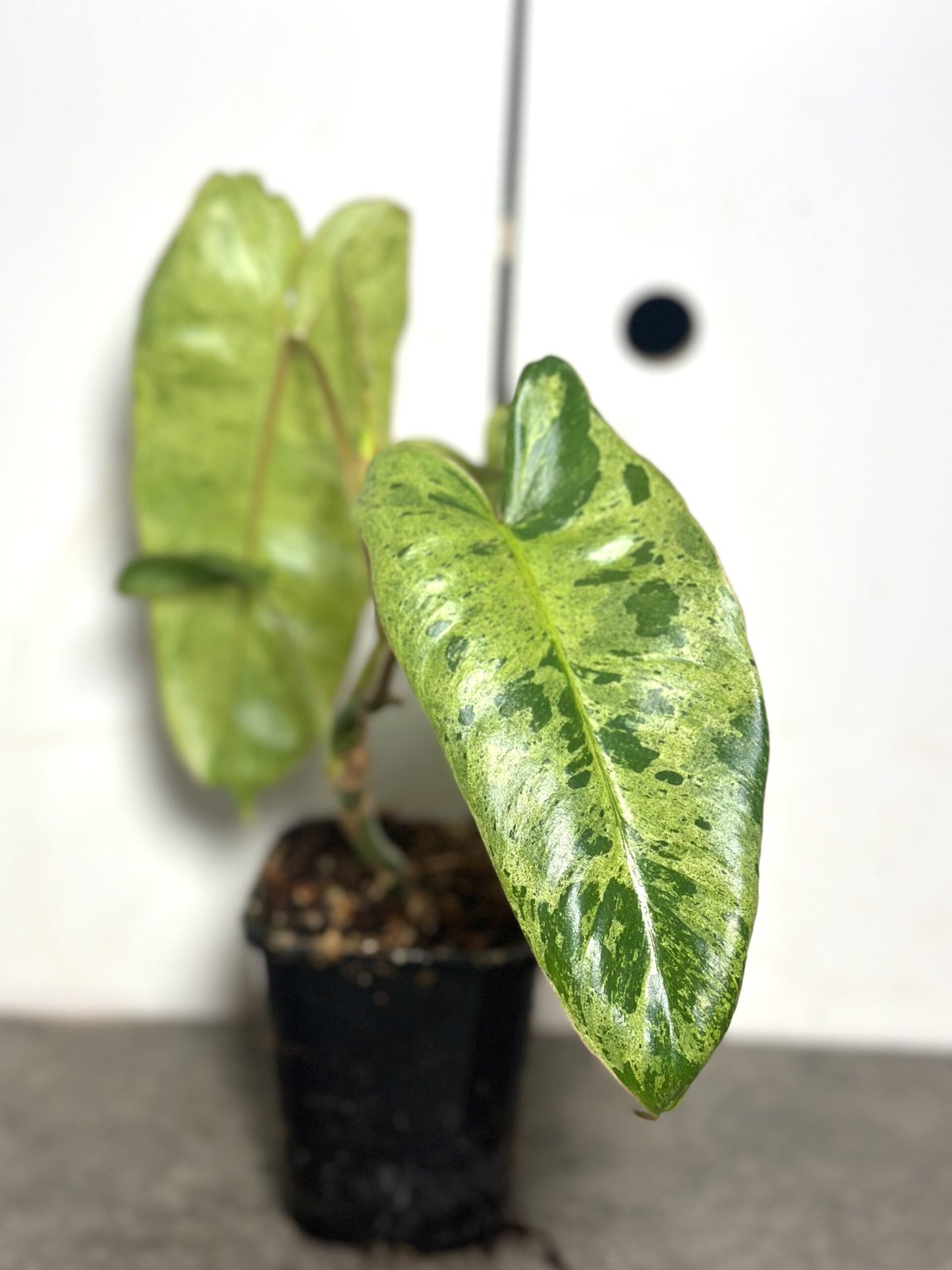 Philodendron Paraiso Verde