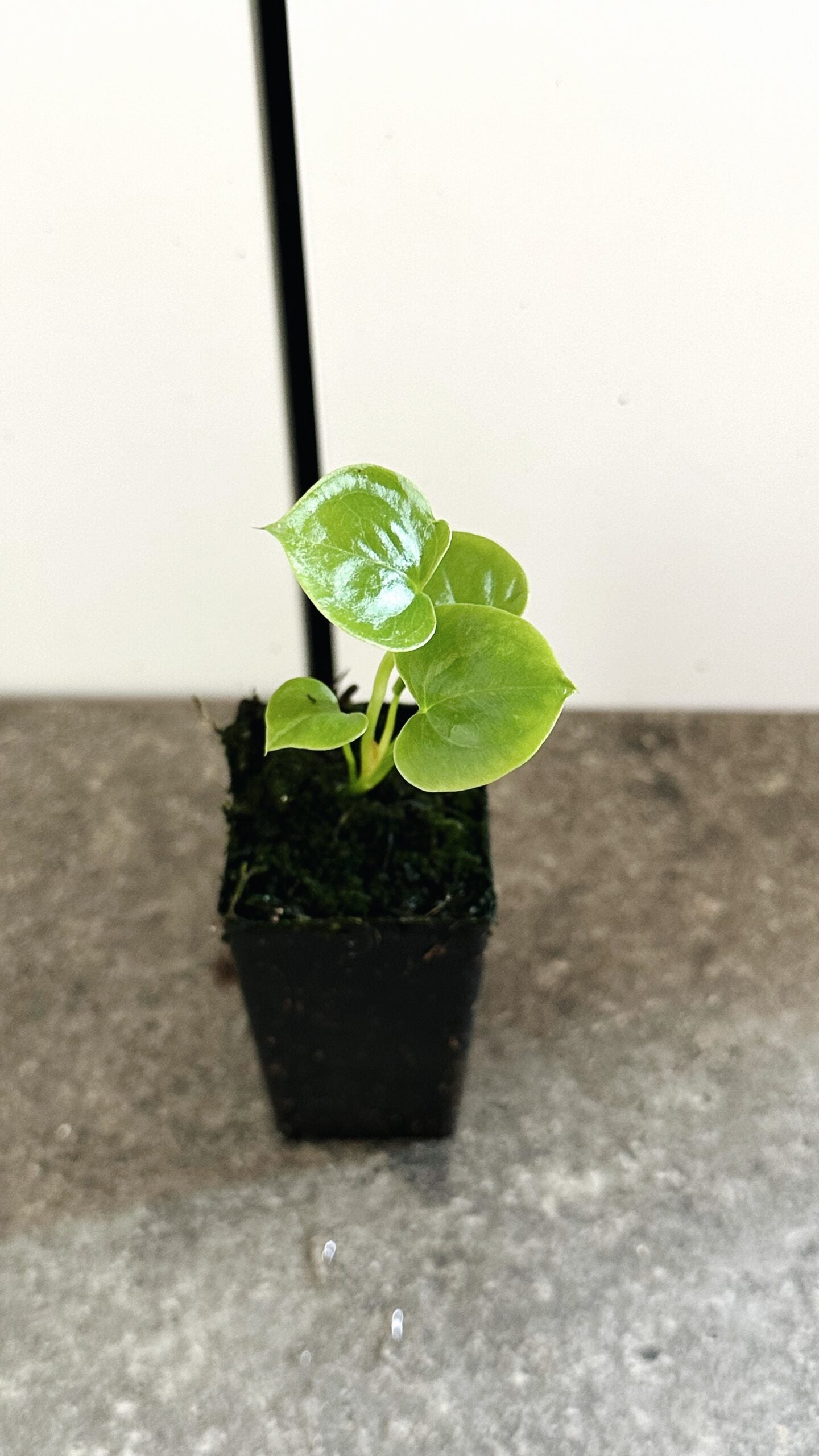 Anthurium hookeri | Starter plant