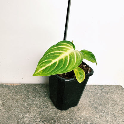 Caladium Lindenii