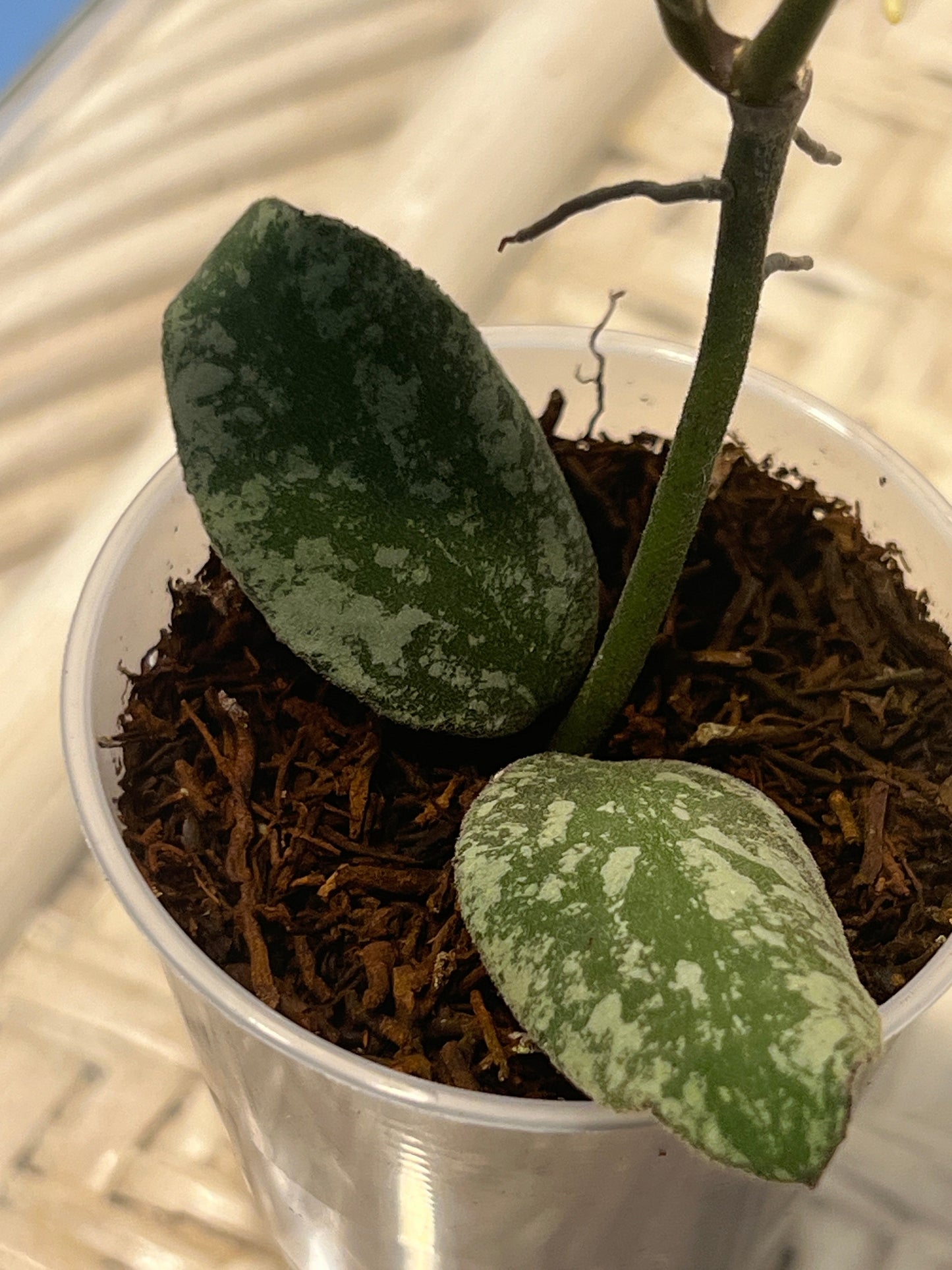 Hoya waymaniae ‘Cloudy Sky’ , Extremely Rare