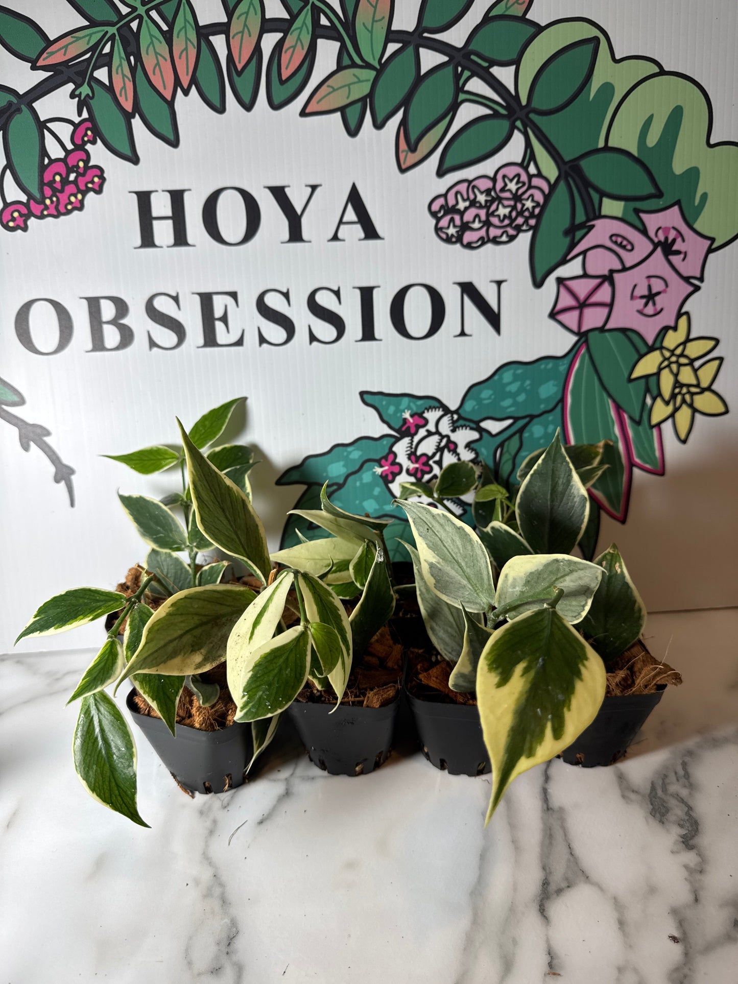 Hoya polyneura ‘Wishbone’ (Outer  Variegated Fish Tail)