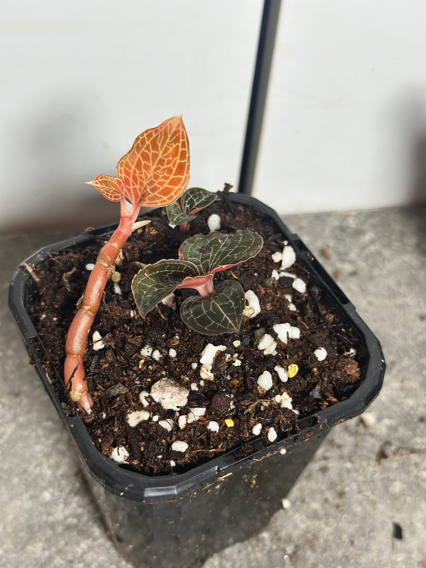 Multi-planted Jewel Orchids