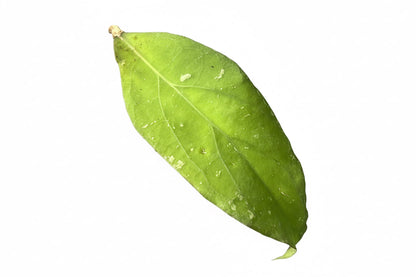 Hoya  priktai, Extremely Rare