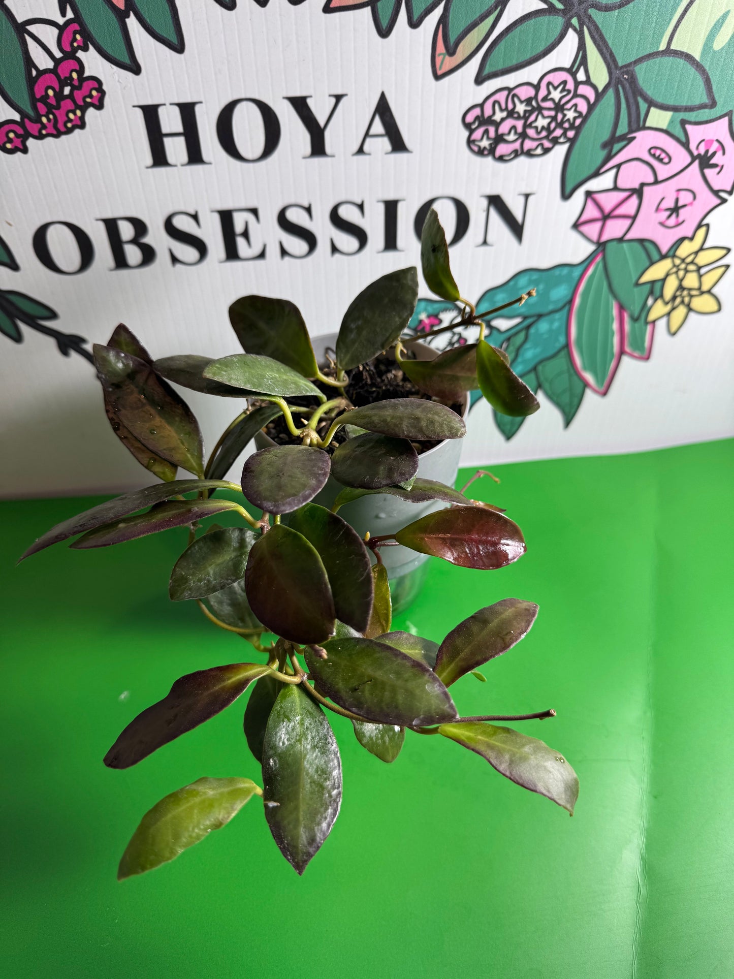 Hoya leticiae
