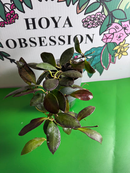 Hoya leticiae