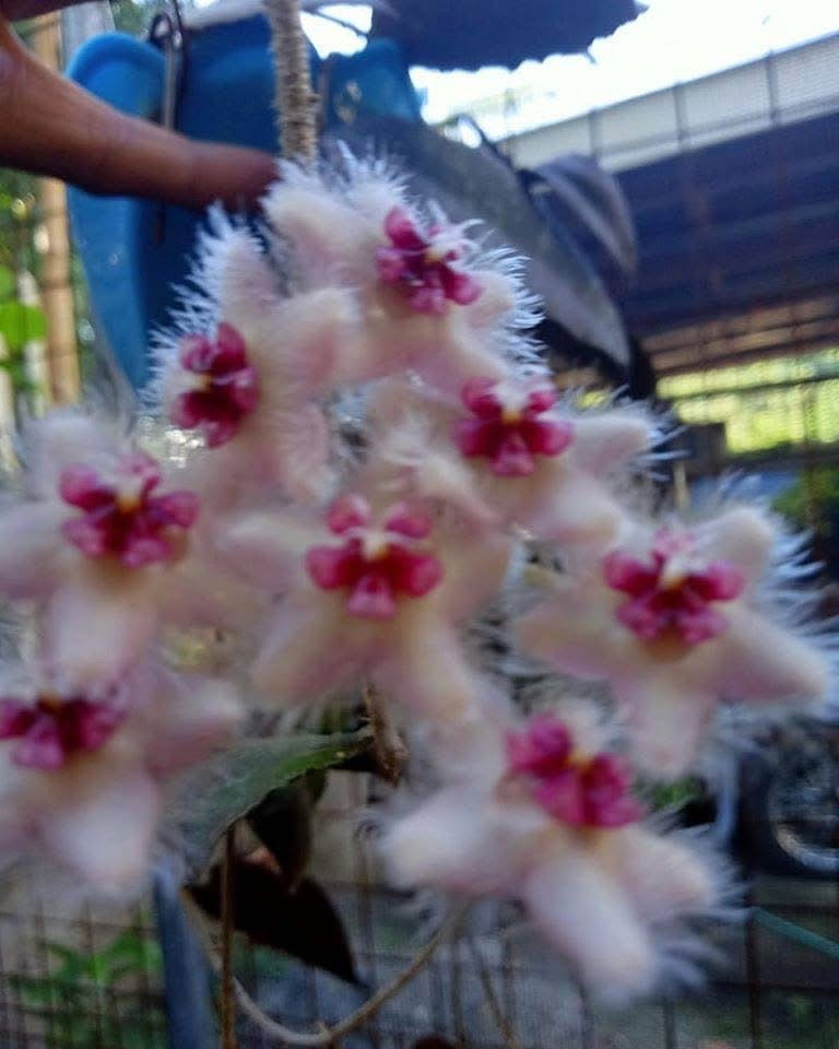 Hoya caudata Sumatra