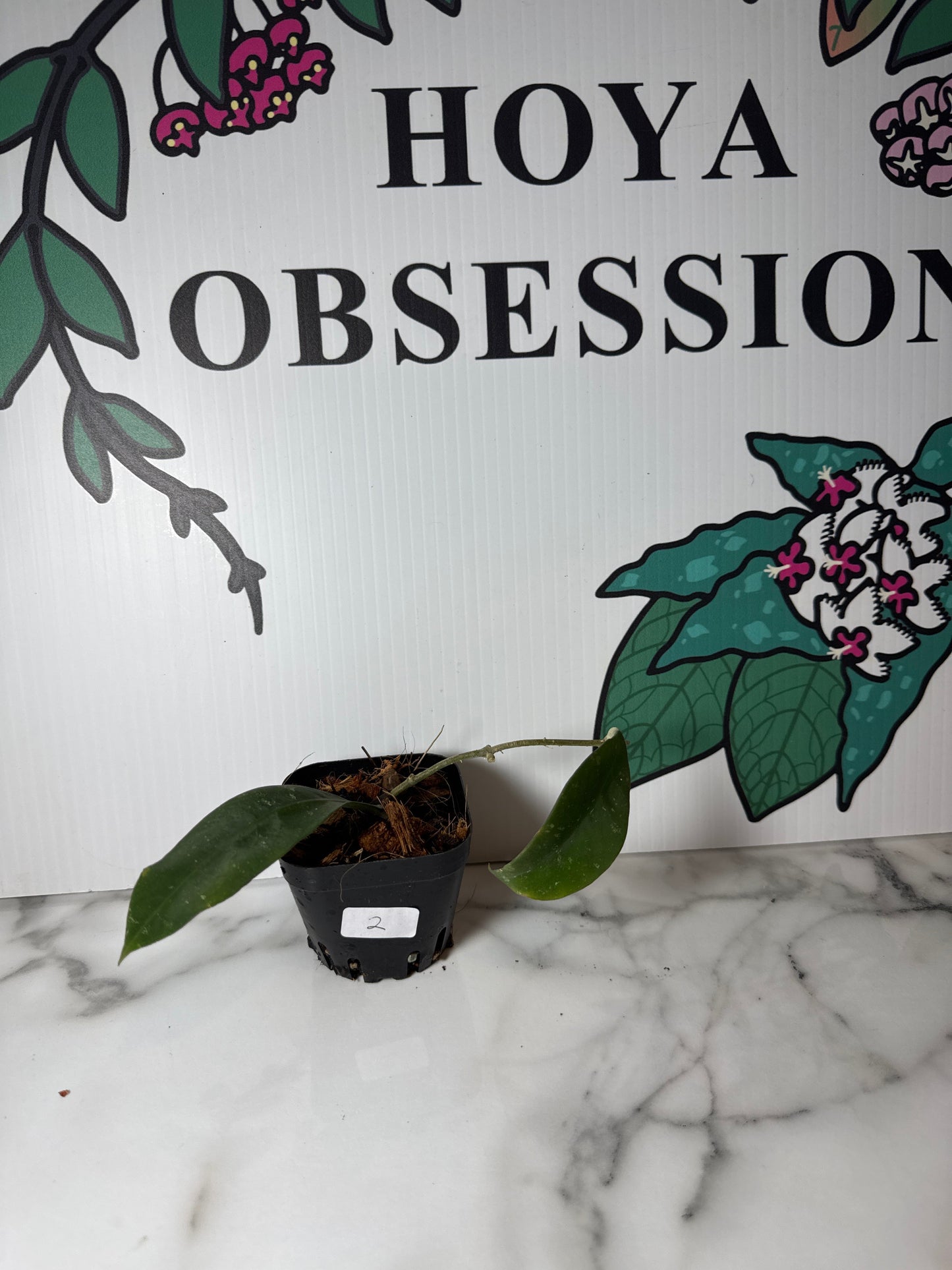 Hoya ruthiae (aka UT-168)
