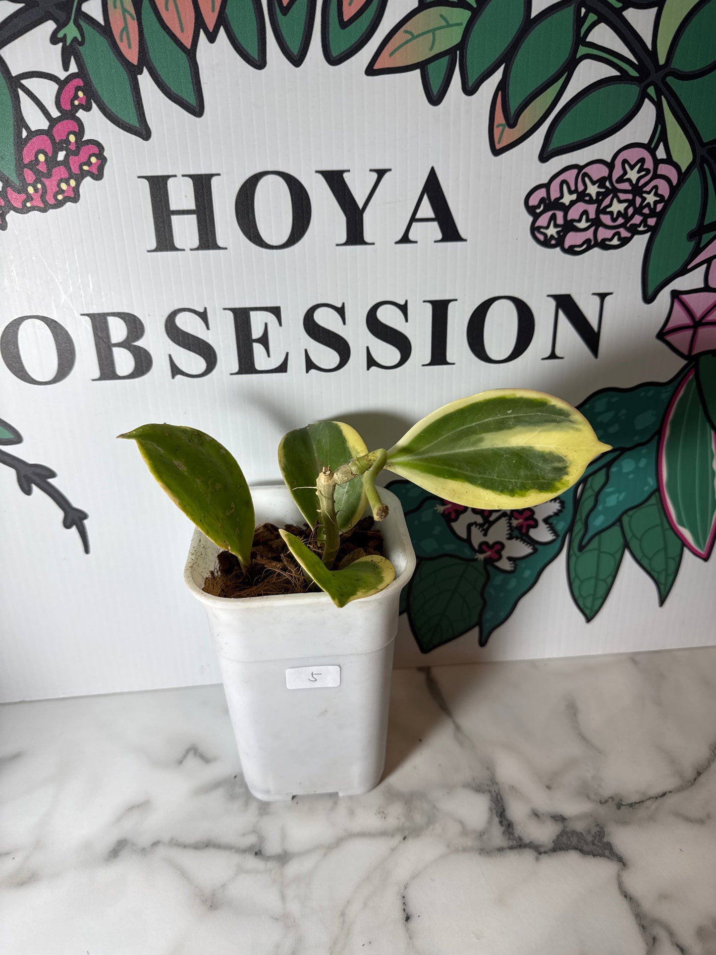 Hoya pachyclada - Big round leaves , Outer variegated