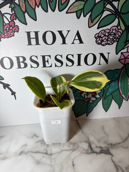 Hoya pachyclada - Big round leaves , Outer variegated