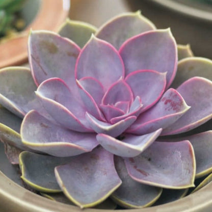 Echeveria Purple Pearl