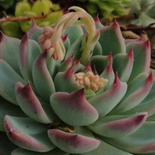 Echeveria Colorata