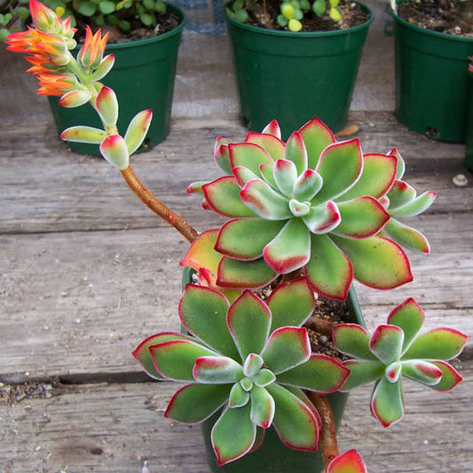 Echeveria Pulvinata | Ruby Blush