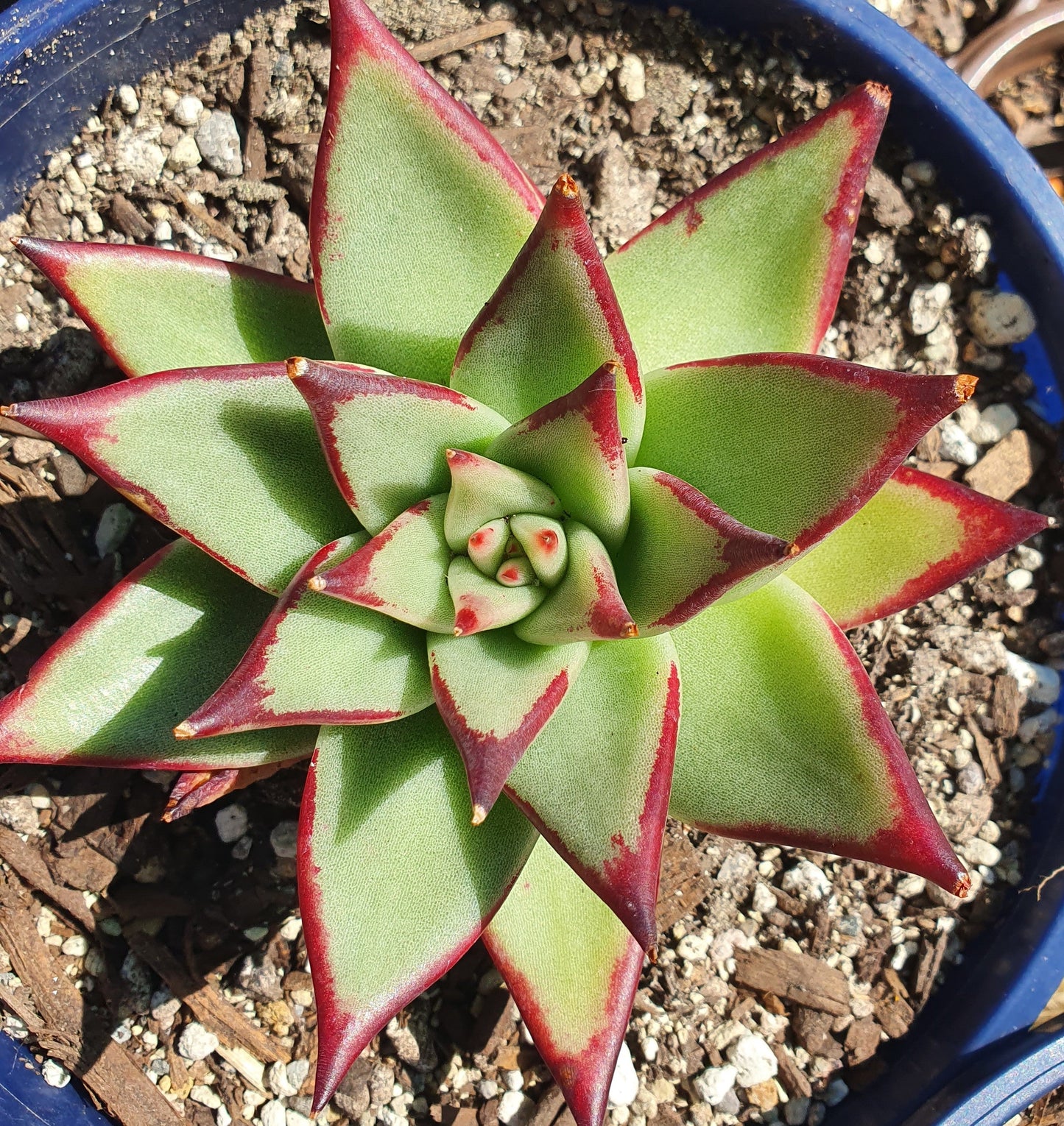 Echeveria Agavoides Lipstick