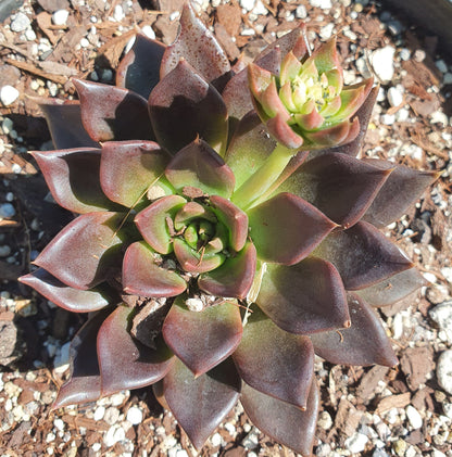 Echeveria Black Prince