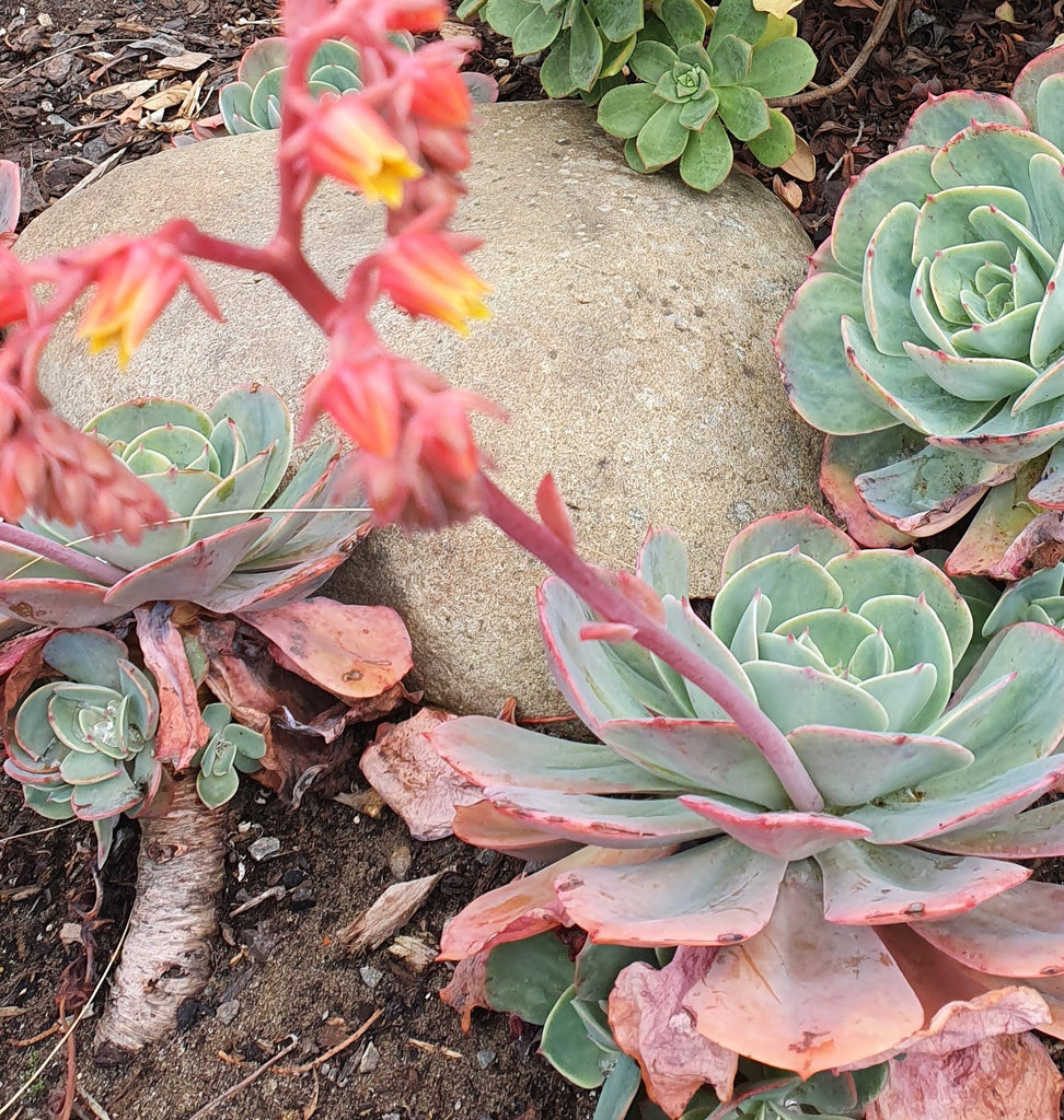 Echeveria Blue Sky