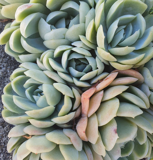 Echeveria Elegans | Mexican Snowball