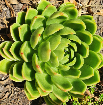 Echeveria Green Waterlily