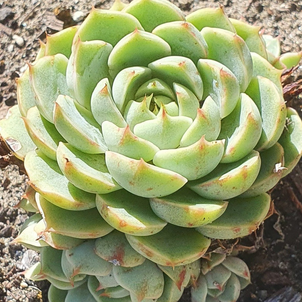 Echeveria Kircheriana