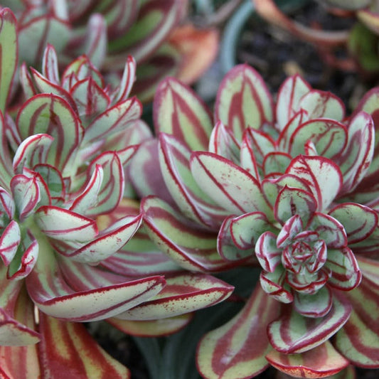 Echeveria Nodulosa | Painted Echeveria