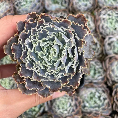 Echeveria 'Wrinkled Blue'