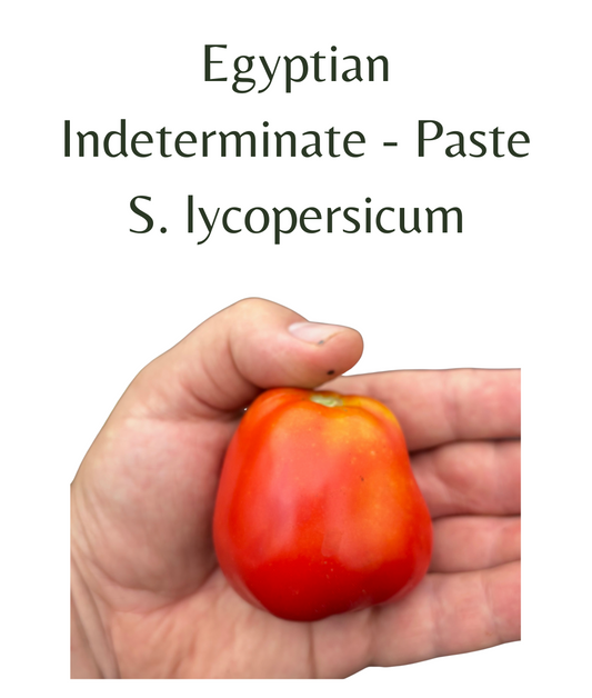 Egyptian_Tomato_10_seeds
