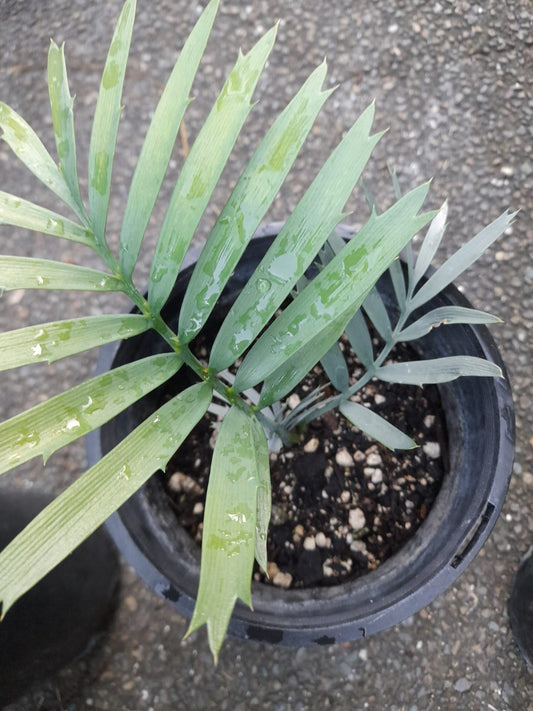 Bushman's River Cycad