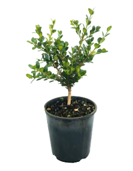 Buxus sempervirens 'English Box' 1ltr