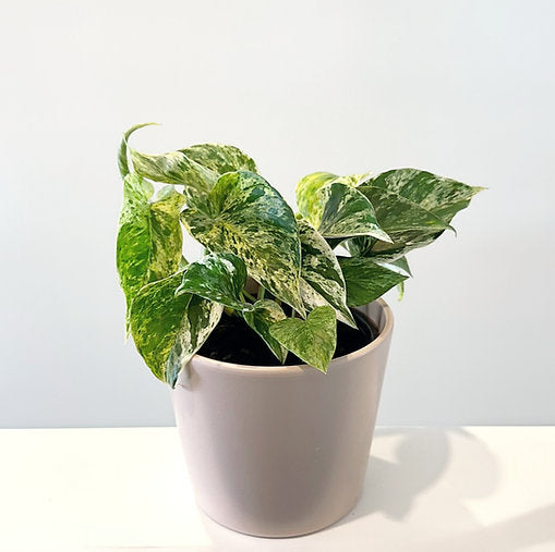 Epipremnum 'Marble Queen' Pothos 14cm