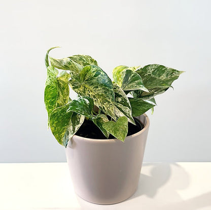 Epipremnum 'Marble Queen' Pothos 14cm