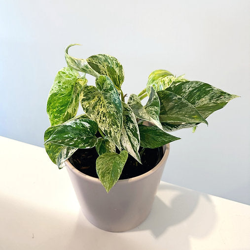 Epipremnum 'Marble Queen' Pothos 14cm