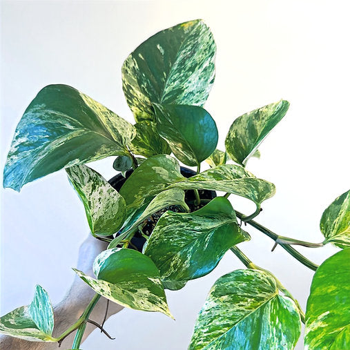 ?!label-Indicative photo