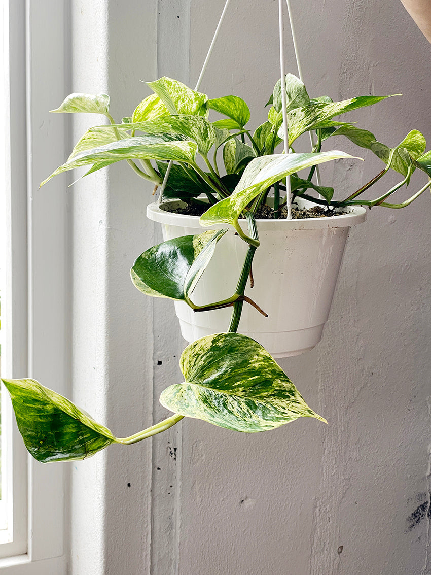 Epipremnum / Scindapsus marble queen