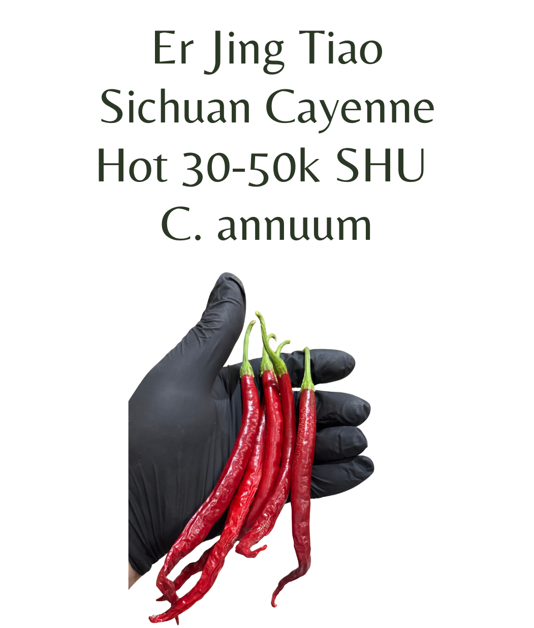 Er_Jing_Tiao__Sichuan_Cayenne_Chilli_Seeds_10_seeds