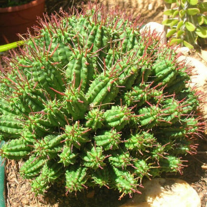 Euphorbia mammillaris - Indian Corn Cob