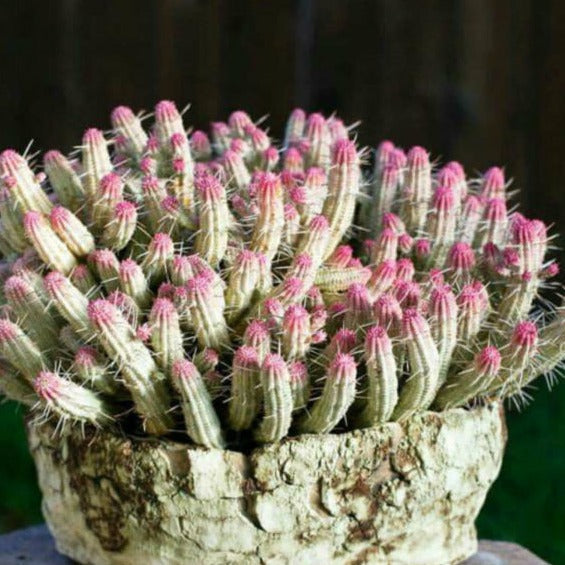 Euphorbia Mammillaris Variegata Corn Cob Cactus | White Rocket