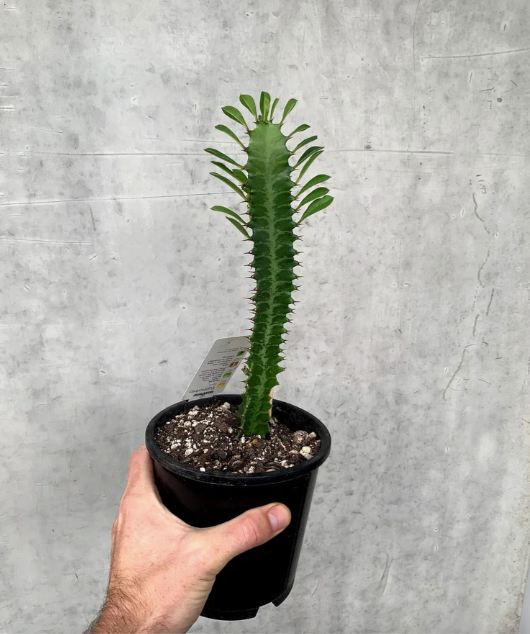 Euphorbia 'Cactus'