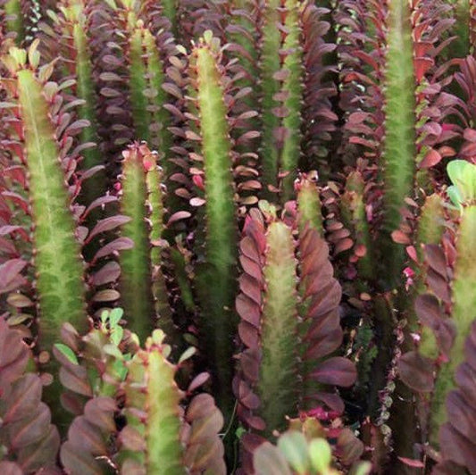 Euphorbia Trigona Rubra | African Milk Tree