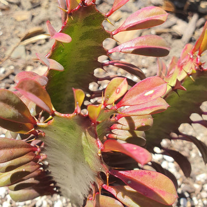 Euphorbia Trigona Rubra | African Milk Tree